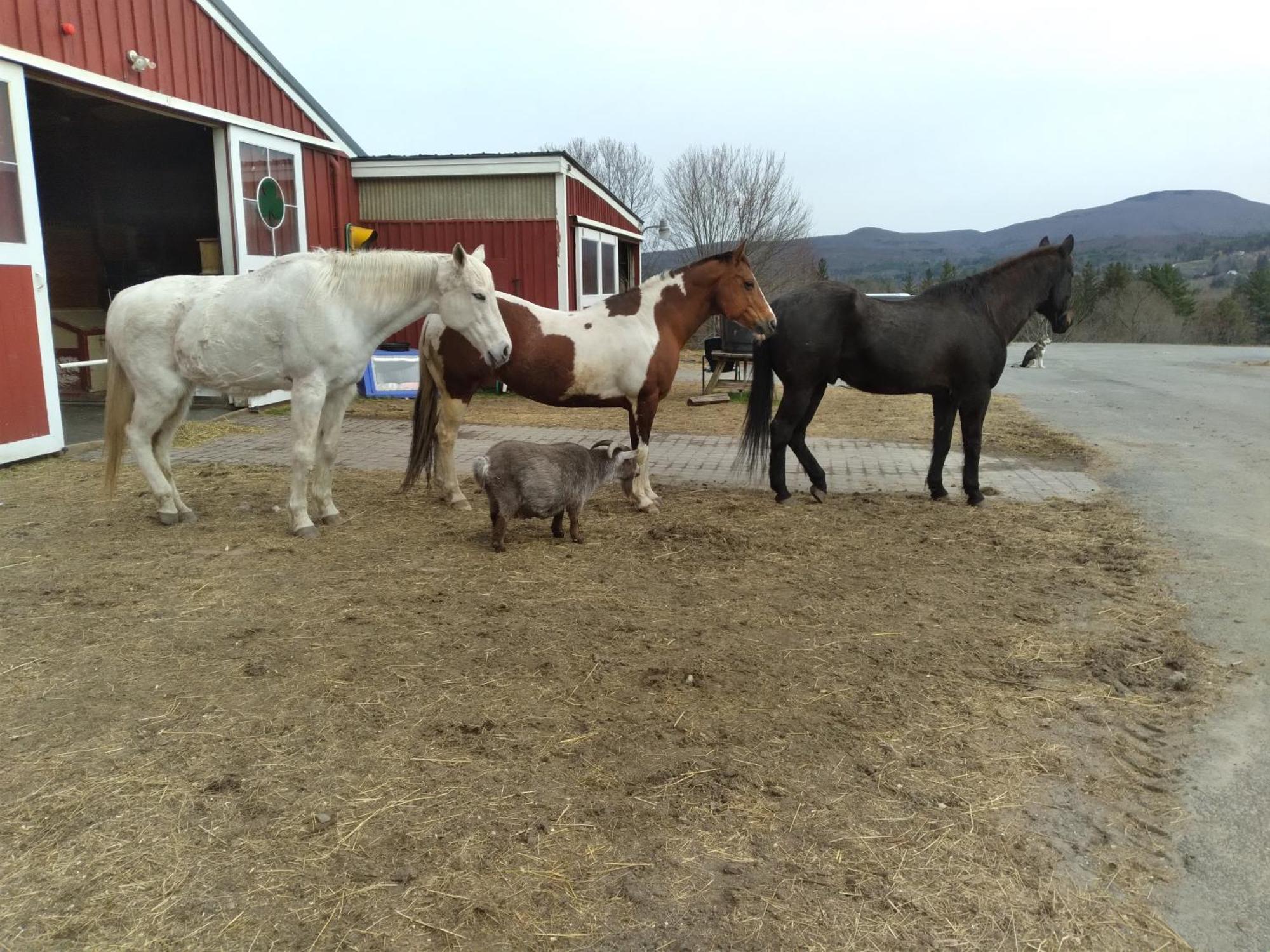 Clover Hill Farm & Country Inn Williamstown Luaran gambar